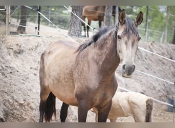 PRE, Yegua, 6 años, 160 cm, Buckskin/Bayo