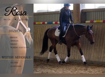 PRE Mestizo, Yegua, 6 años, 160 cm, Castaño