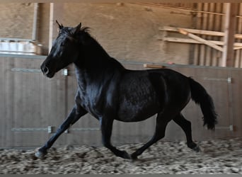 PRE, Yegua, 6 años, 160 cm, Negro
