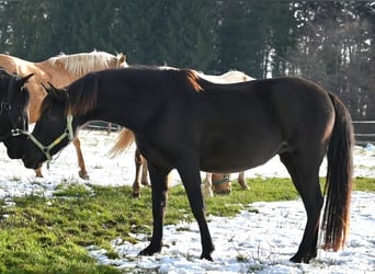 PRE, Yegua, 6 años, 160 cm, Negro