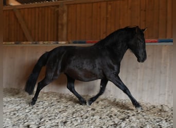 PRE, Yegua, 6 años, 160 cm, Negro