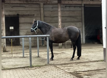 PRE, Yegua, 6 años, 160 cm, Negro