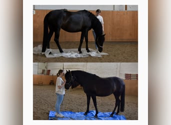 PRE, Yegua, 6 años, 160 cm, Negro