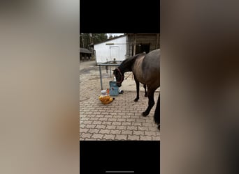 PRE, Yegua, 6 años, 160 cm, Negro