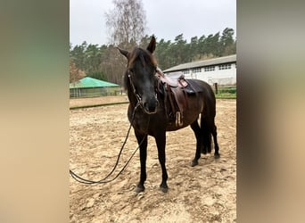 PRE, Yegua, 6 años, 160 cm, Negro
