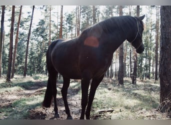 PRE, Yegua, 6 años, 160 cm, Negro