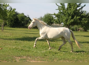 PRE Mestizo, Yegua, 6 años, 160 cm, Perlino