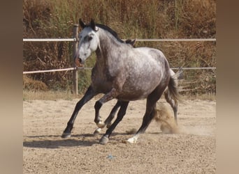 PRE Mestizo, Yegua, 6 años, 160 cm, Tordo