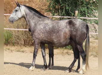 PRE Mestizo, Yegua, 6 años, 160 cm, Tordo