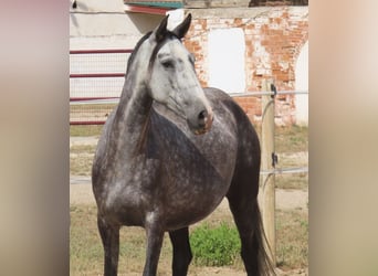 PRE Mestizo, Yegua, 6 años, 160 cm, Tordo