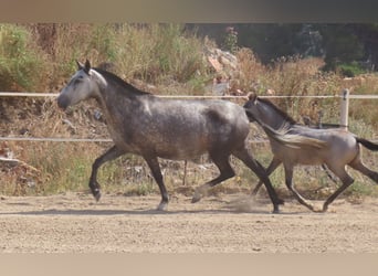 PRE Mestizo, Yegua, 6 años, 160 cm, Tordo