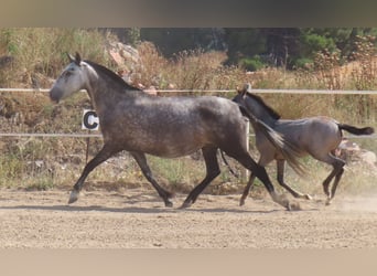 PRE Mestizo, Yegua, 6 años, 160 cm, Tordo