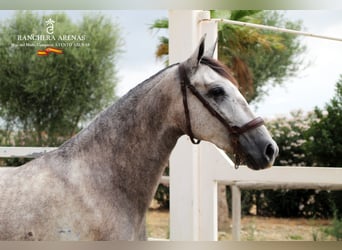 PRE, Yegua, 6 años, 160 cm, Tordo