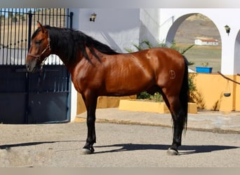 PRE Mestizo, Yegua, 6 años, 161 cm, Castaño oscuro