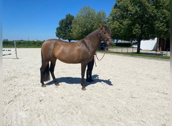 PRE Mestizo, Yegua, 6 años, 162 cm, Castaño