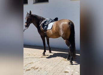 PRE Mestizo, Yegua, 6 años, 162 cm, Castaño