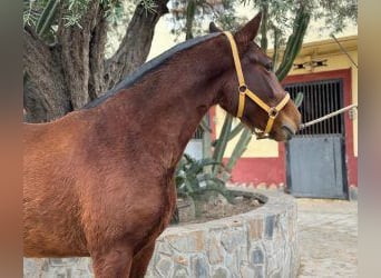 PRE Mestizo, Yegua, 6 años, 162 cm, Castaño rojizo