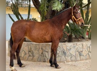 PRE Mestizo, Yegua, 6 años, 162 cm, Castaño rojizo