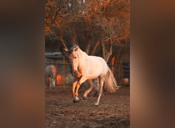 PRE Mestizo, Yegua, 6 años, 162 cm, Tordo