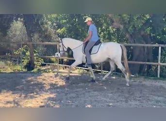 PRE Mestizo, Yegua, 6 años, 162 cm, Tordo