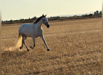 PRE Mestizo, Yegua, 6 años, 162 cm, Tordo