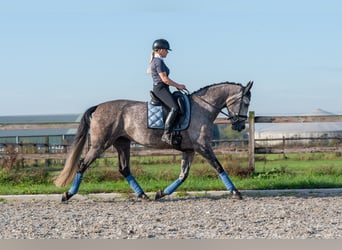 PRE, Yegua, 6 años, 162 cm, Tordo rodado