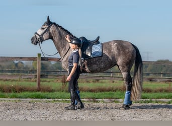PRE, Yegua, 6 años, 162 cm, Tordo rodado