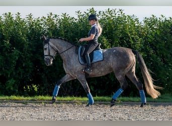 PRE, Yegua, 6 años, 162 cm, Tordo rodado