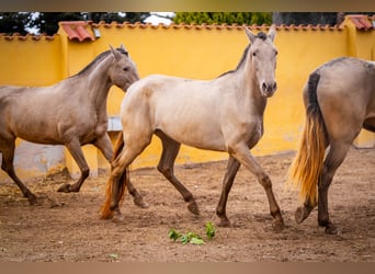 PRE Mestizo, Yegua, 6 años, 163 cm, Champán