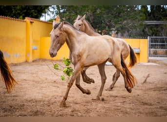 PRE Mestizo, Yegua, 6 años, 163 cm, Champán