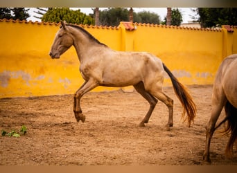 PRE Mestizo, Yegua, 6 años, 163 cm, Champán