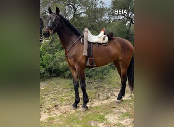 PRE Mestizo, Yegua, 6 años, 163 cm