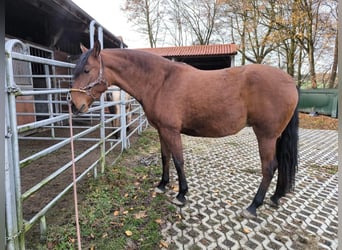 PRE Mestizo, Yegua, 6 años, 164 cm, Castaño