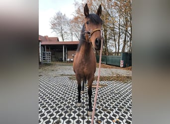 PRE Mestizo, Yegua, 6 años, 164 cm, Castaño