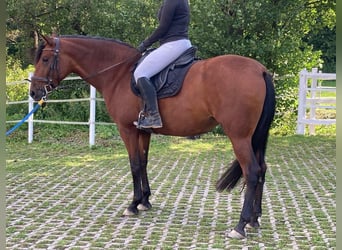 PRE Mestizo, Yegua, 6 años, 164 cm, Castaño