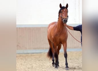 PRE Mestizo, Yegua, 6 años, 164 cm, Castaño