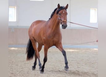 PRE Mestizo, Yegua, 6 años, 164 cm, Castaño