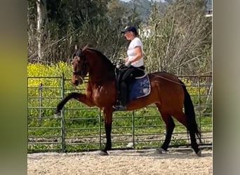 PRE Mestizo, Yegua, 6 años, 164 cm, Castaño rojizo