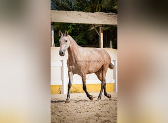 PRE Mestizo, Yegua, 6 años, 164 cm, Tordo ruano