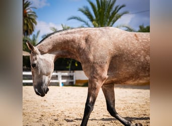 PRE Mestizo, Yegua, 6 años, 164 cm, Tordo ruano