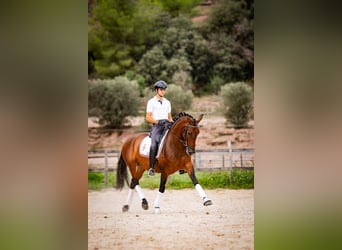 PRE Mestizo, Yegua, 6 años, 165 cm, Castaño