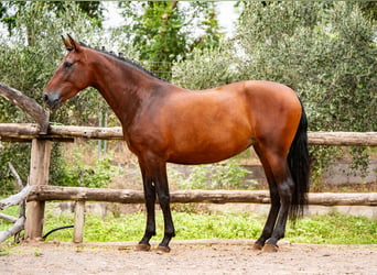 PRE, Yegua, 6 años, 165 cm, Castaño