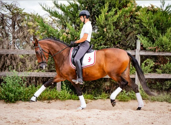 PRE, Yegua, 6 años, 165 cm, Castaño