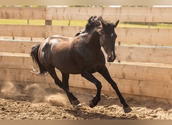 PRE, Yegua, 6 años, 165 cm, Morcillo