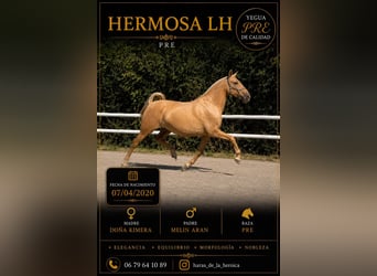 PRE Mestizo, Yegua, 6 años, 165 cm, Palomino