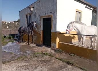PRE, Yegua, 6 años, 165 cm, Tordo rodado