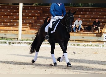 PRE Mestizo, Yegua, 6 años, 169 cm, Negro