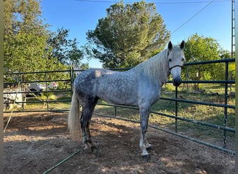 PRE, Yegua, 6 años, 170 cm, Tordo