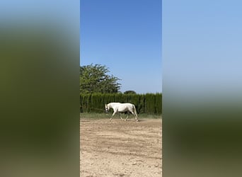 PRE Mestizo, Yegua, 6 años, 170 cm, Tordo