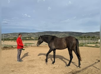 PRE Mestizo, Yegua, 6 años, 170 cm, Tordo